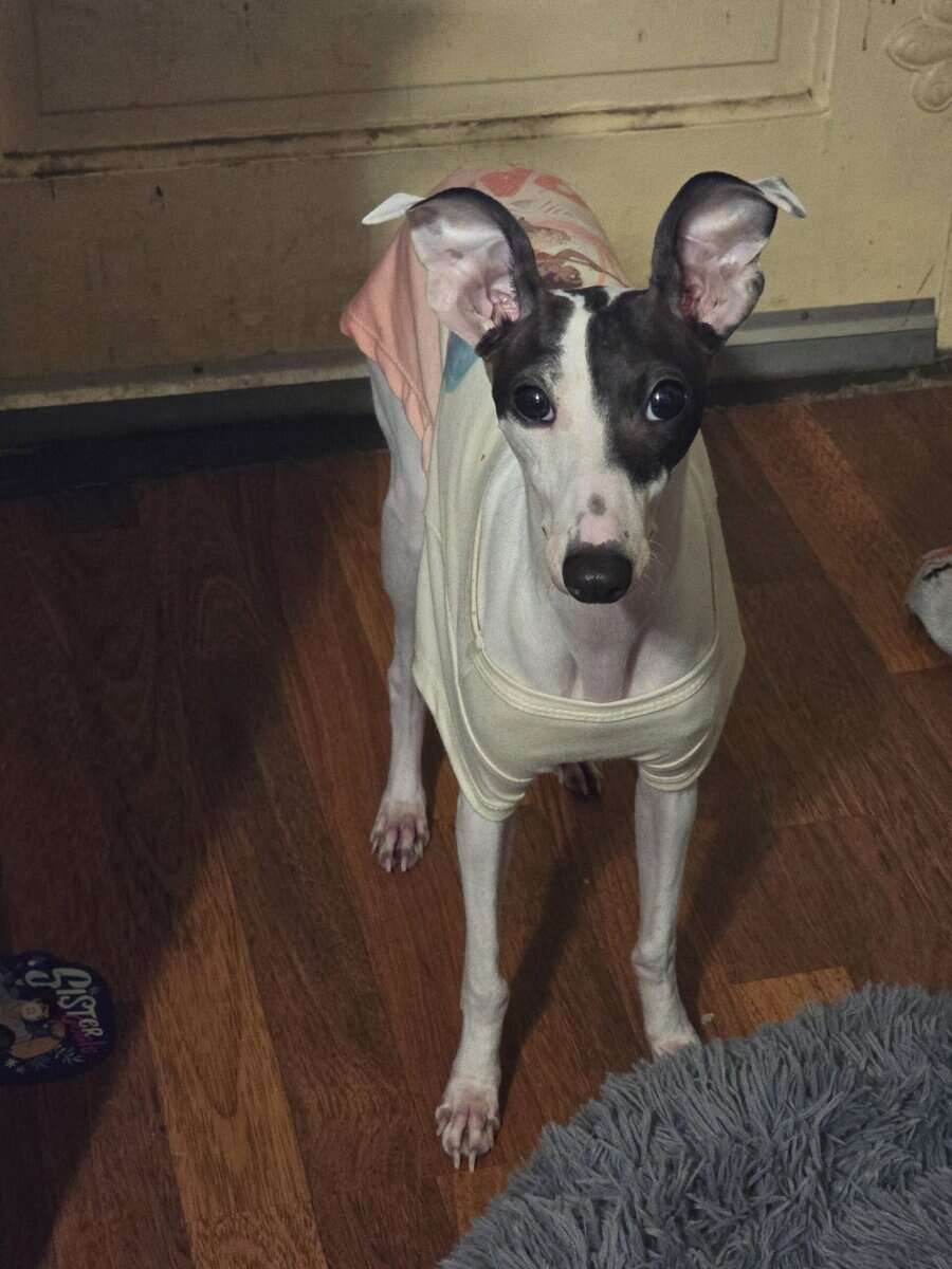 Italian greyhound image 6