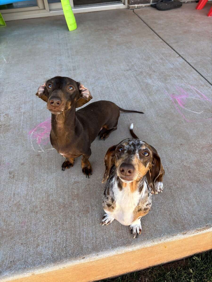 Loving Miniature Dachshunds Seeking Their Forever image 1