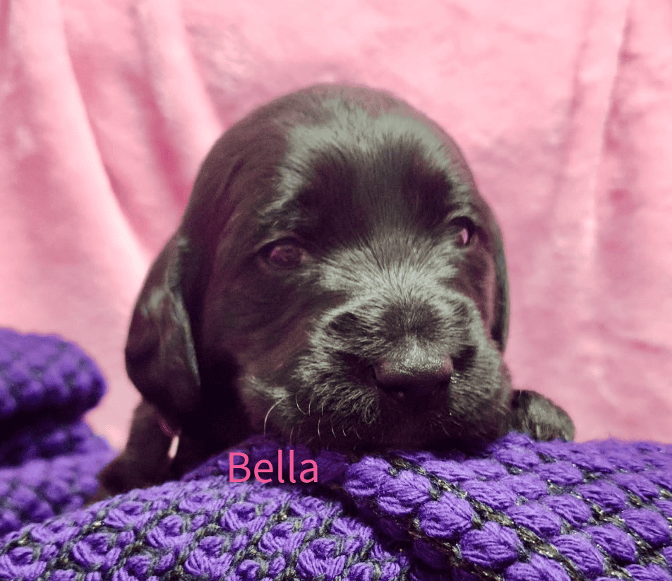Labradoodle! image 6