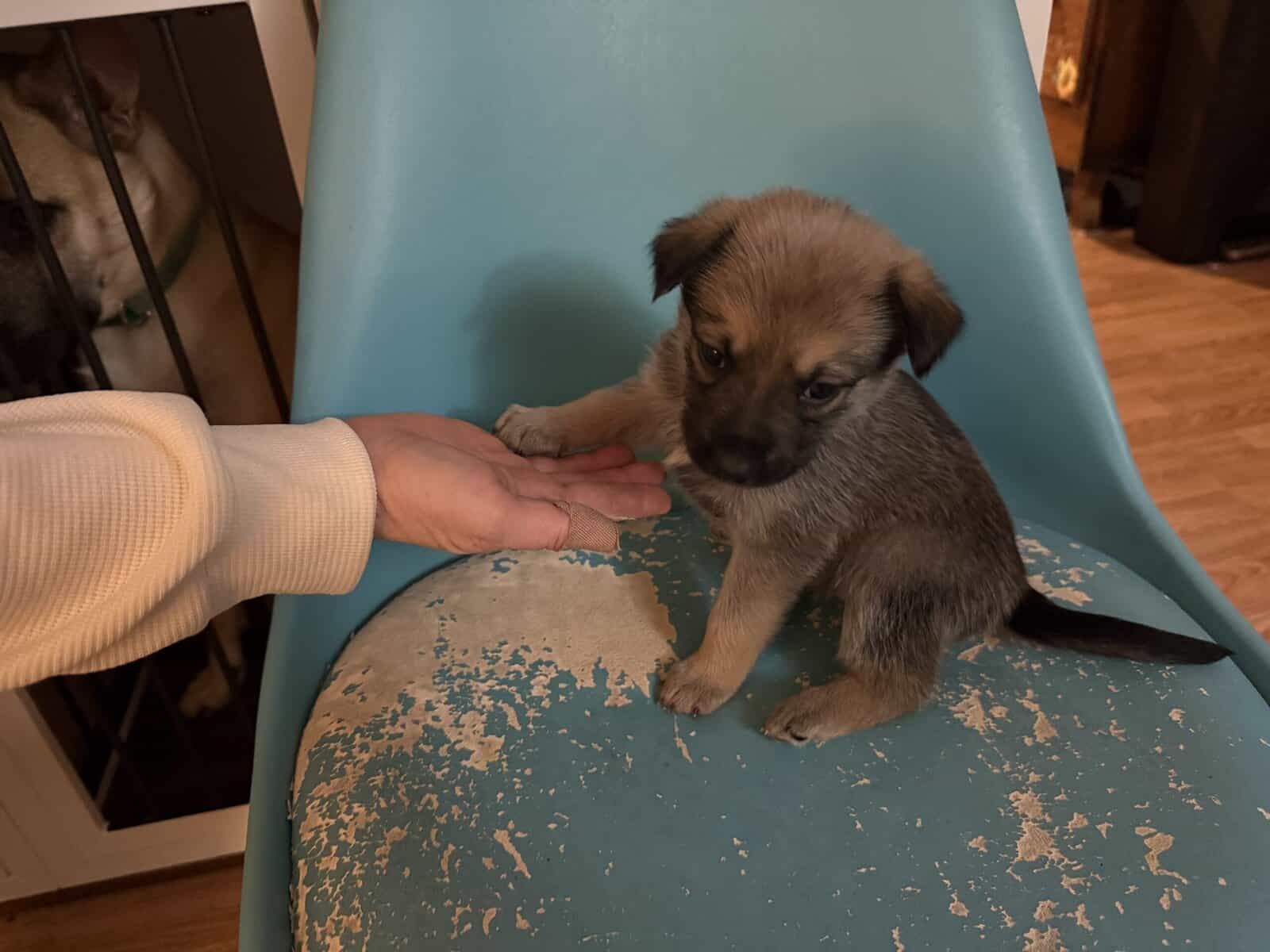 Rare Pibald GSD image 3