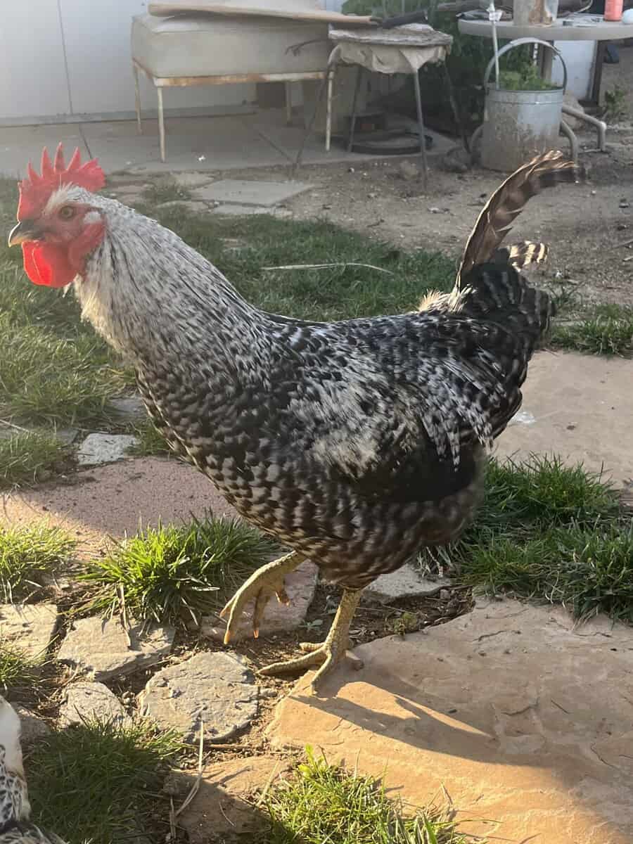 Rooster for sale image 3