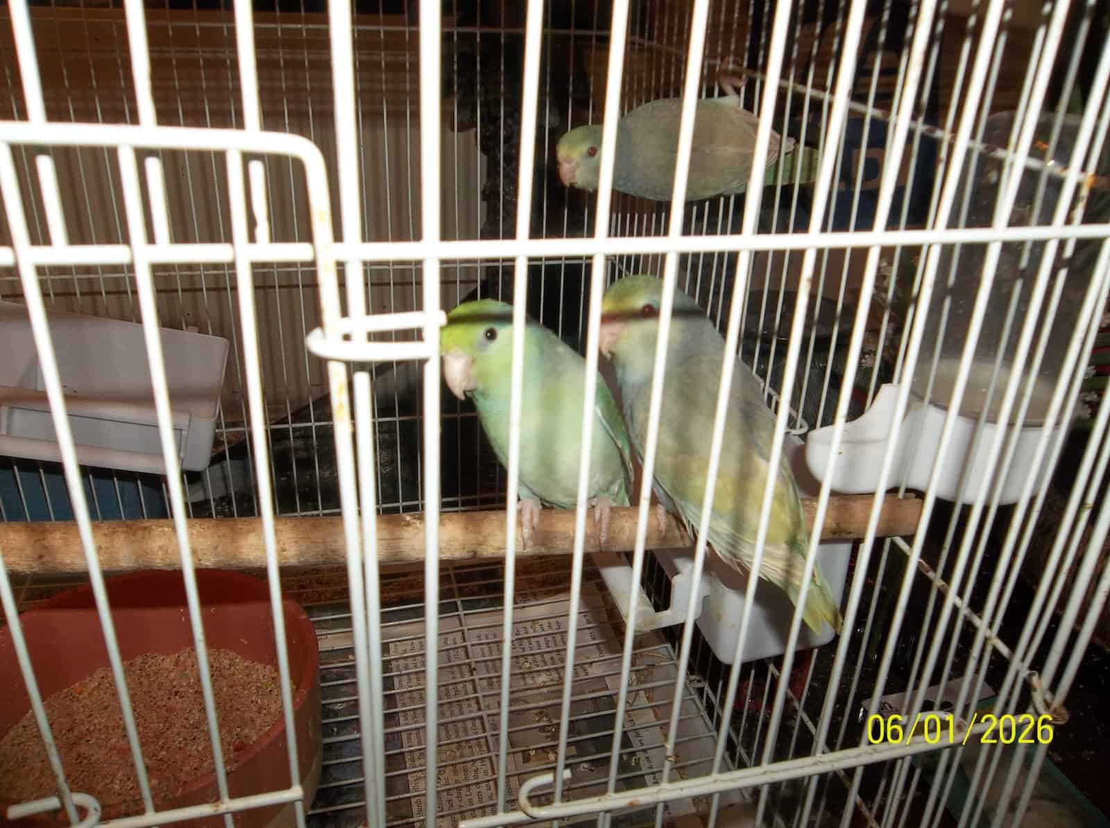 BEAUTIFUL PIED BABY PARROTLETS image 1
