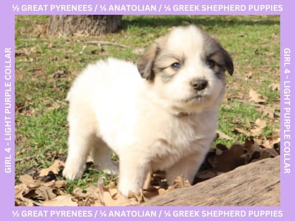 LGD Puppies-Great Pyrenees/Shepherd Mix image 14