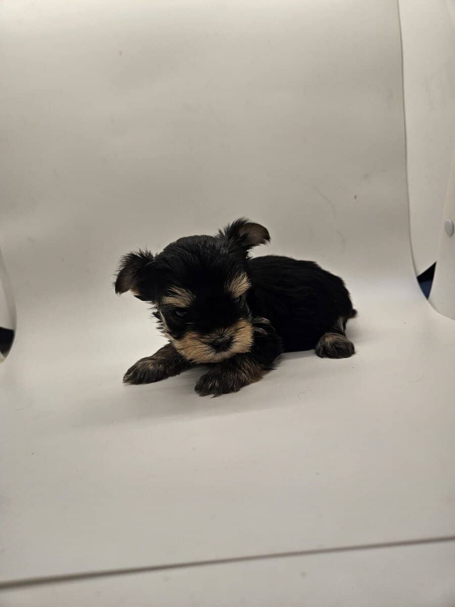 Tiny male yorkie pups tcup size image 2
