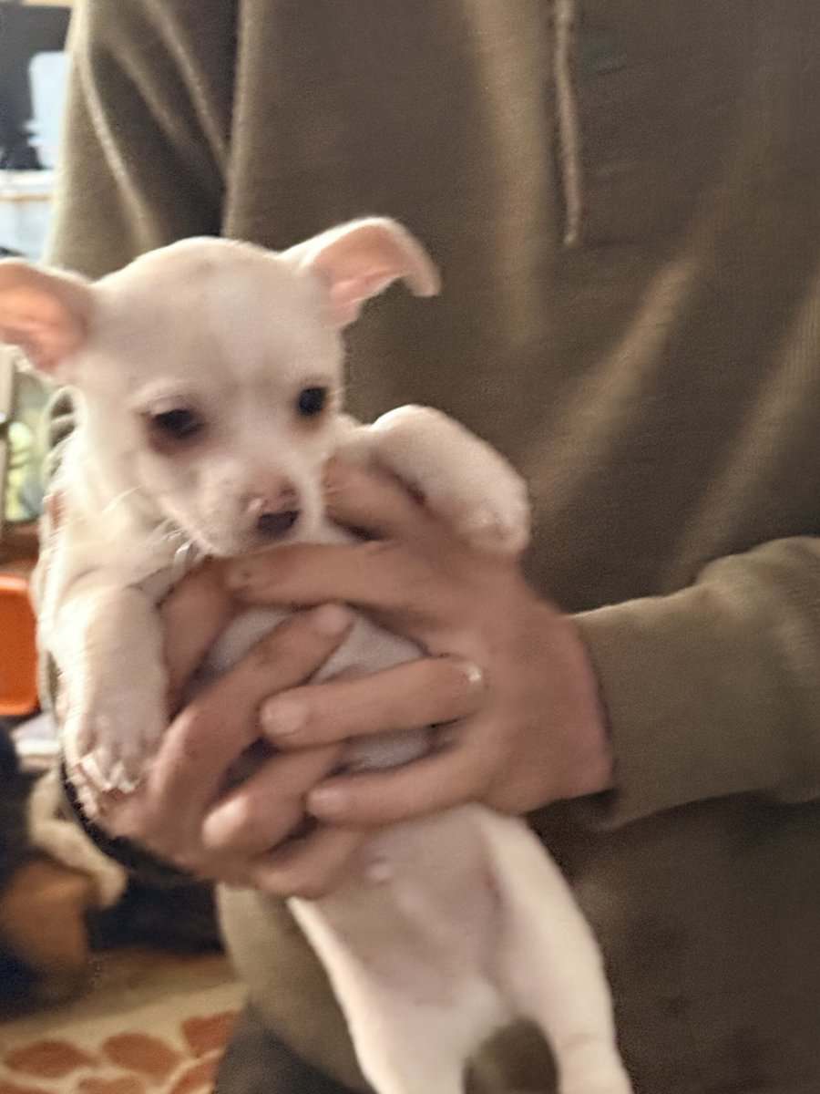 Chihia puppies image 5