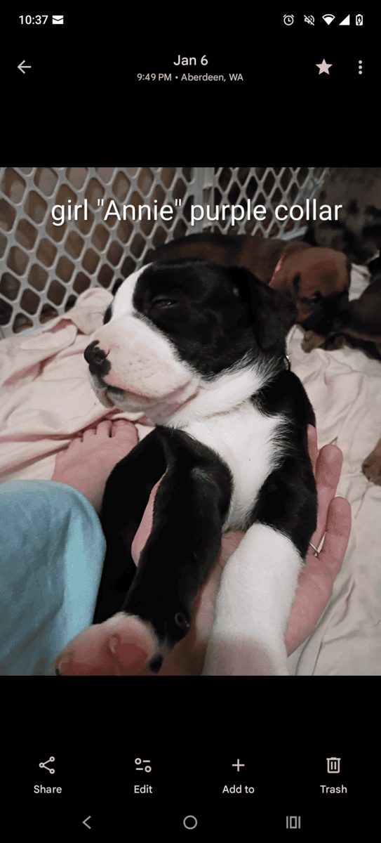 American Bully lab mix puppies image 3