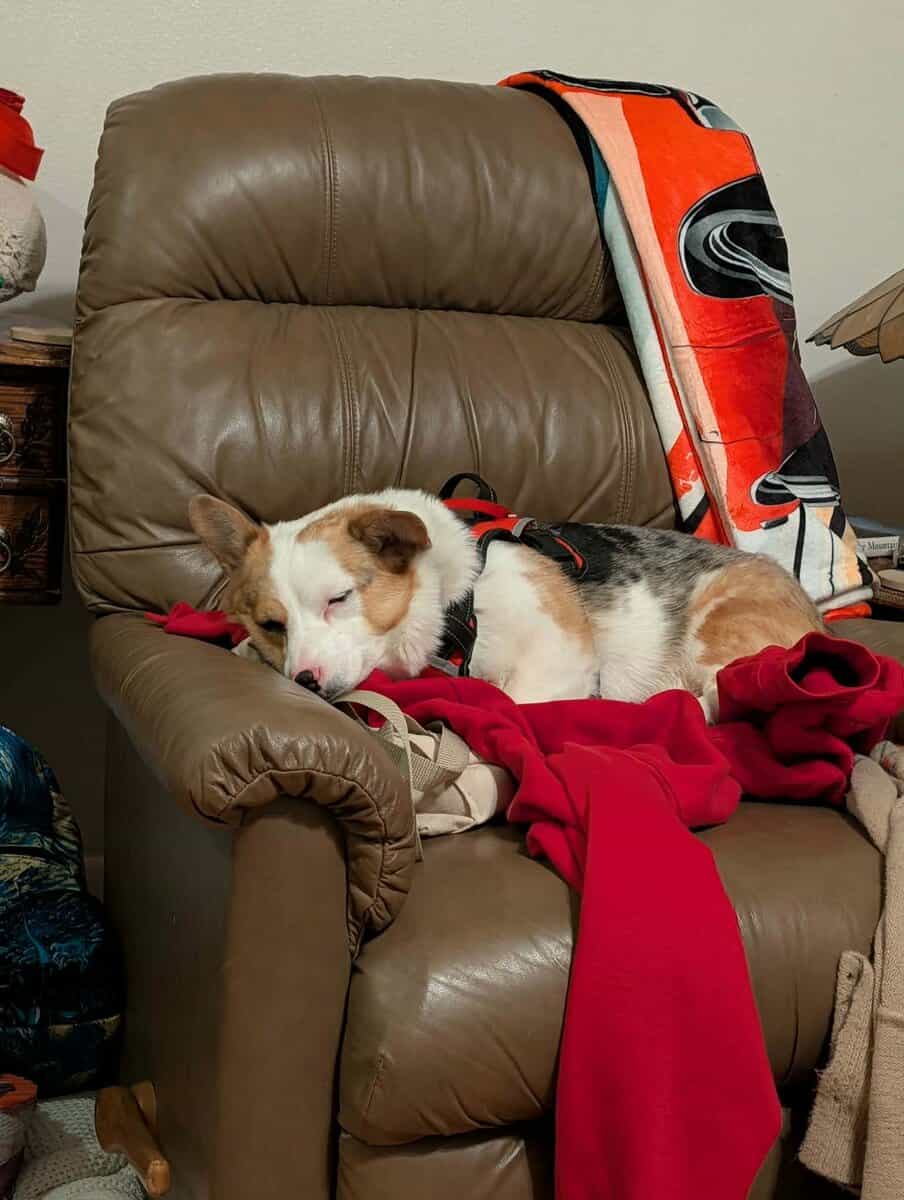 Colorful Corgi in need of a home image 1