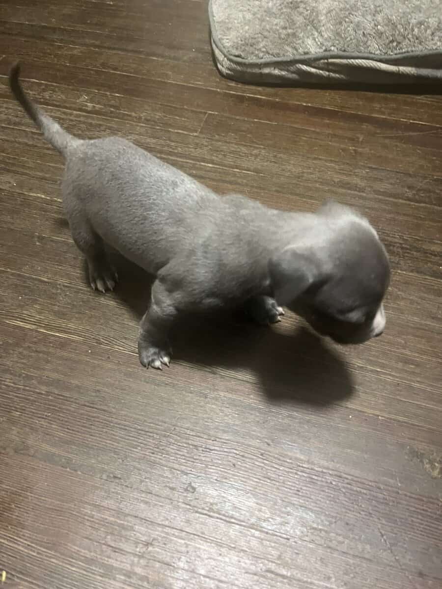 Pit bull puppies image 5