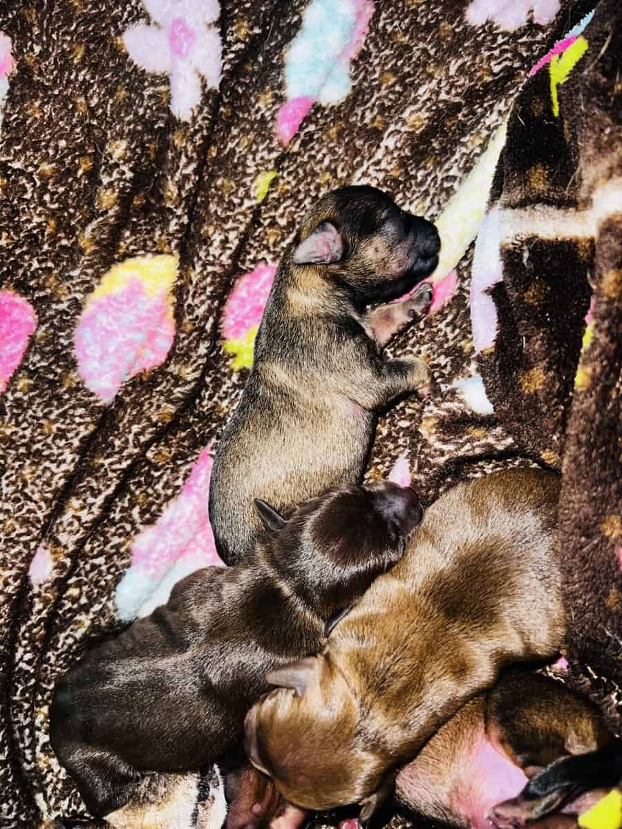 Chihuahuas image 2