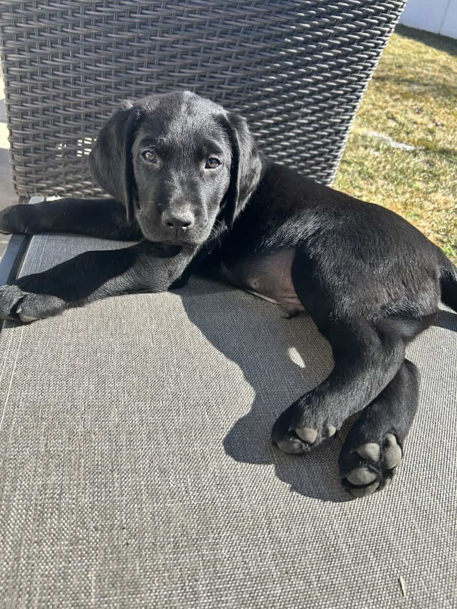 AKC Lab Puppies Ready For Forever Home image 2