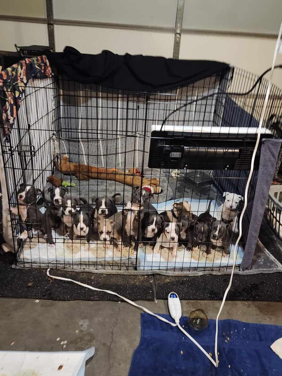 Pitbull puppies image 17