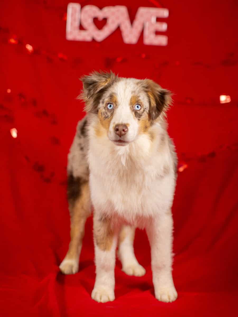 Red Merle Female image 1