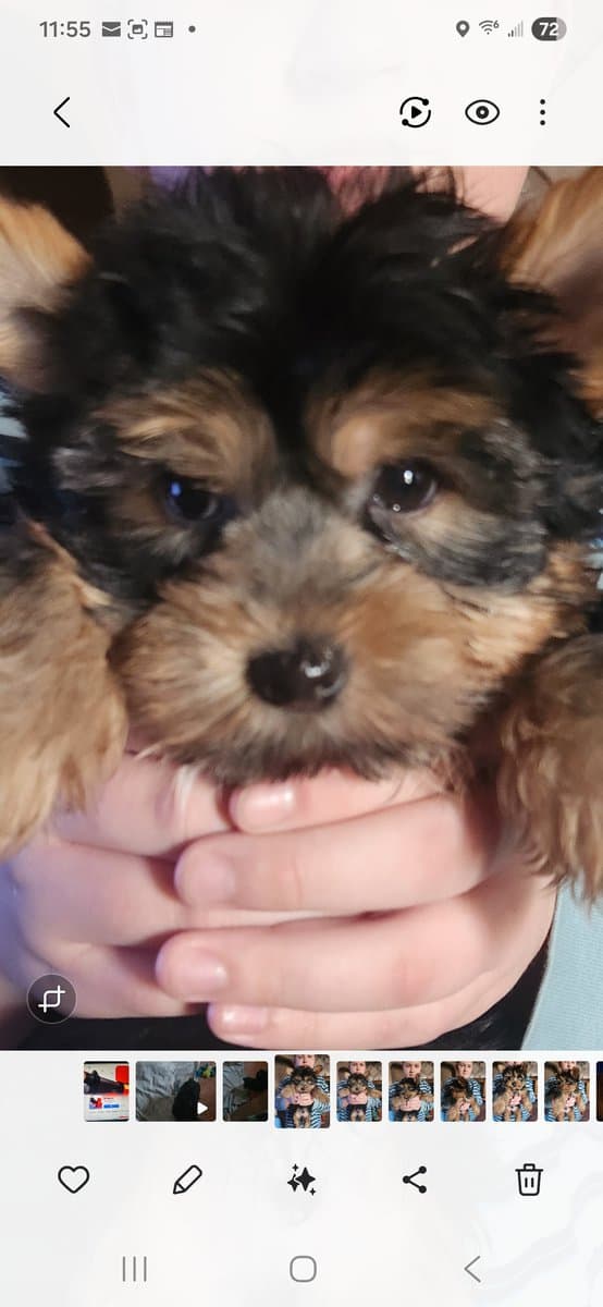 Male Yorkie image 1