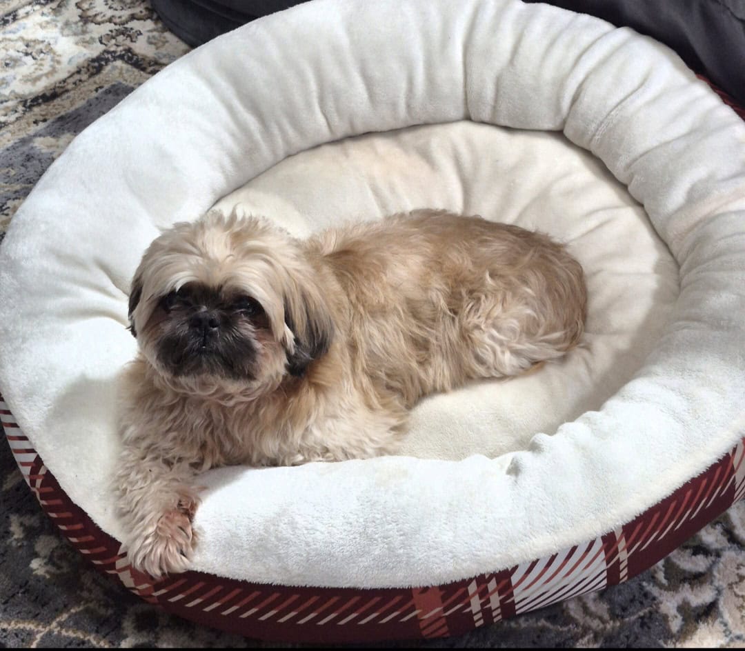 Lovable Shih-Tzu Needs New Home After Owner Died image 5