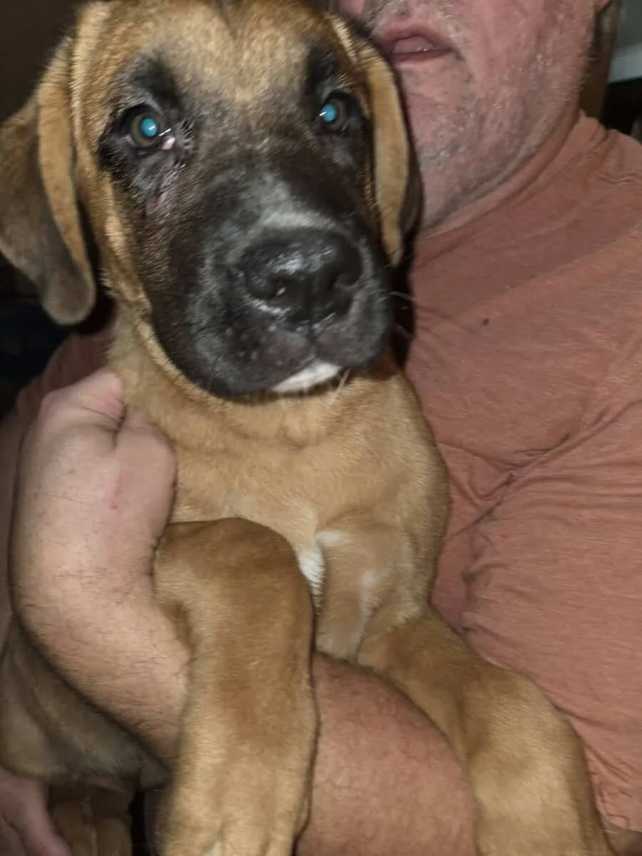 Boxsky (Boxer/Husky) puppies | PetClassifieds.com - petclassifieds