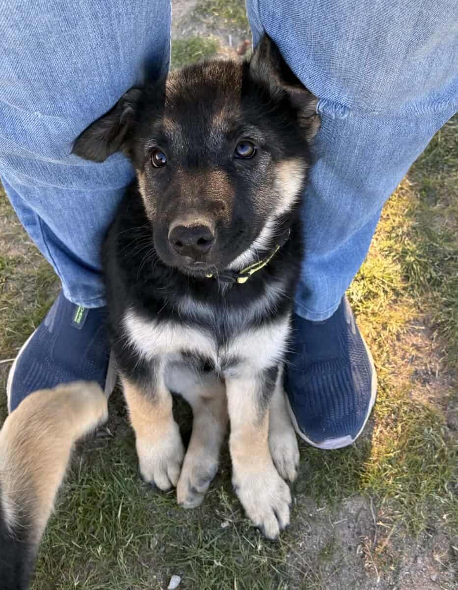 German Shepherd Husky image 1