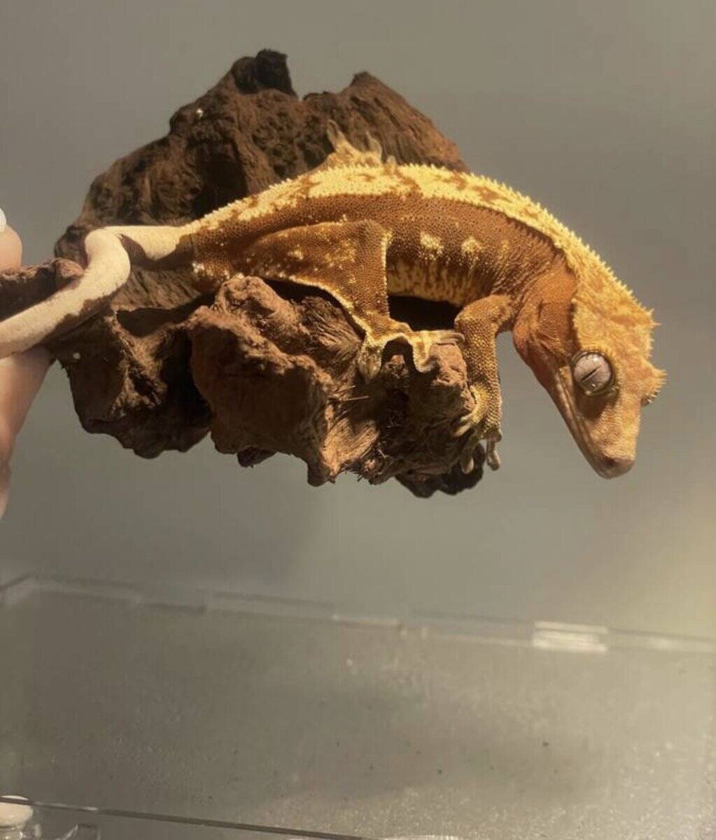 Red base male crested gecko image 2