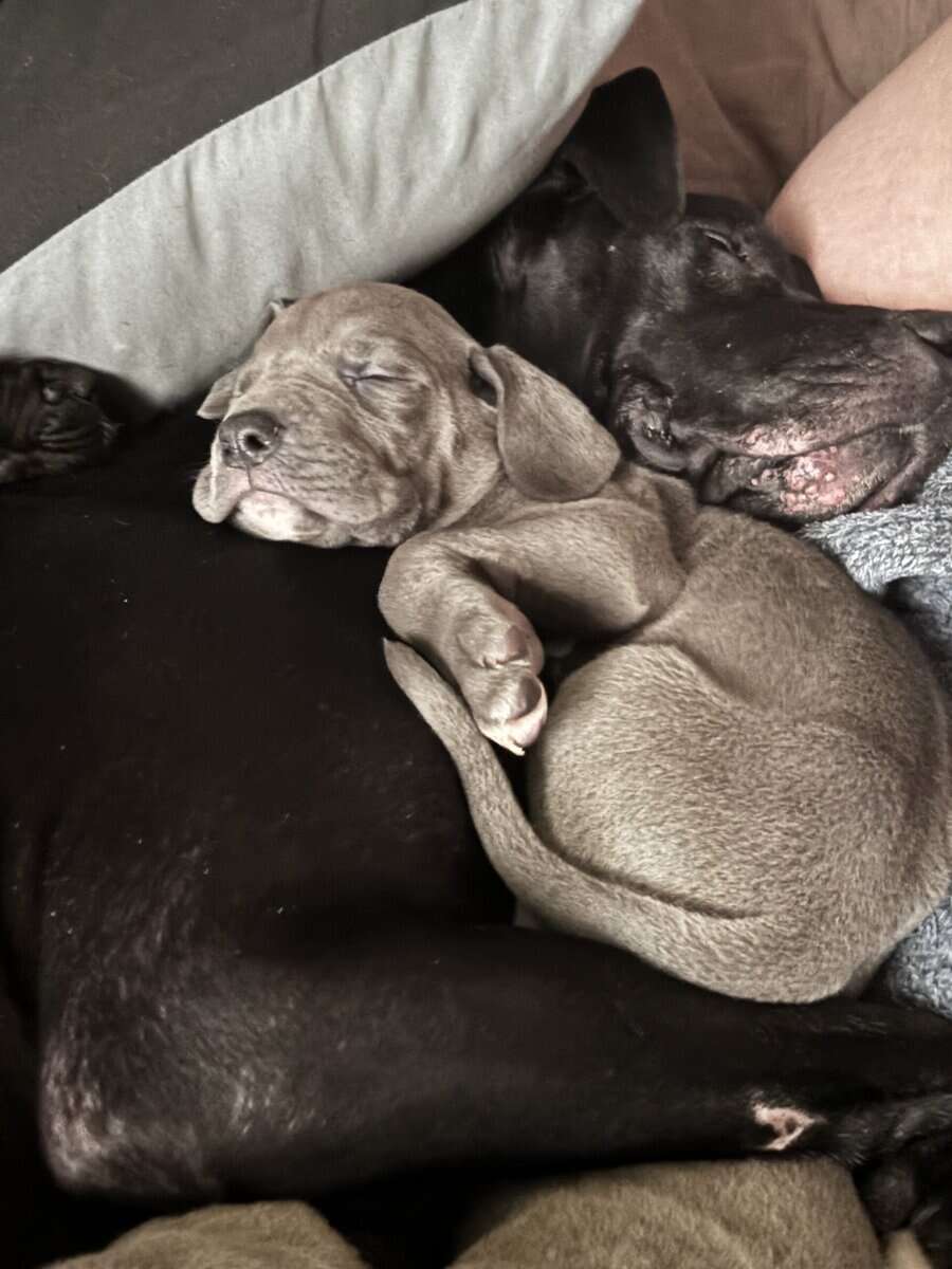 Great Dane female and male puppies image 2