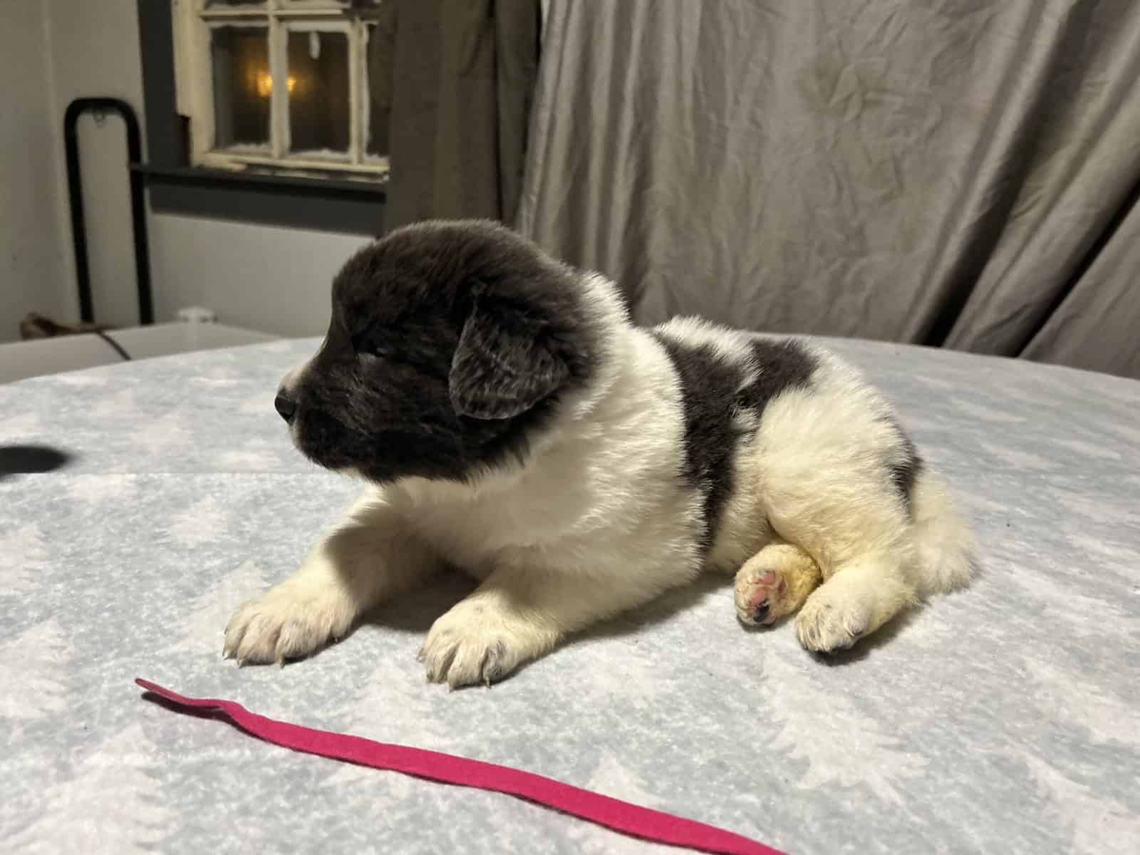 Newfoundland x Great Pyrenees image 20