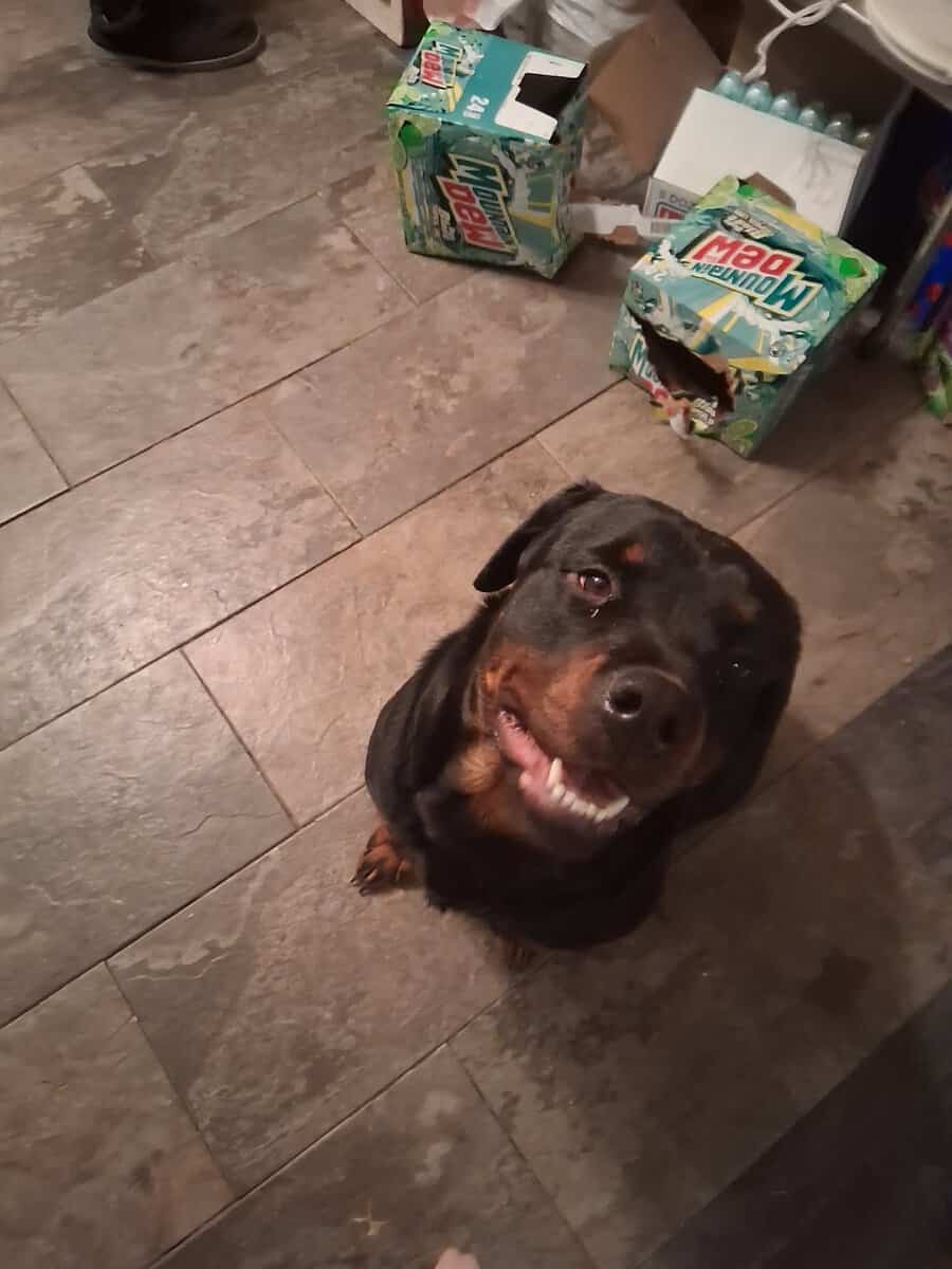 She needs a loving home! image 1