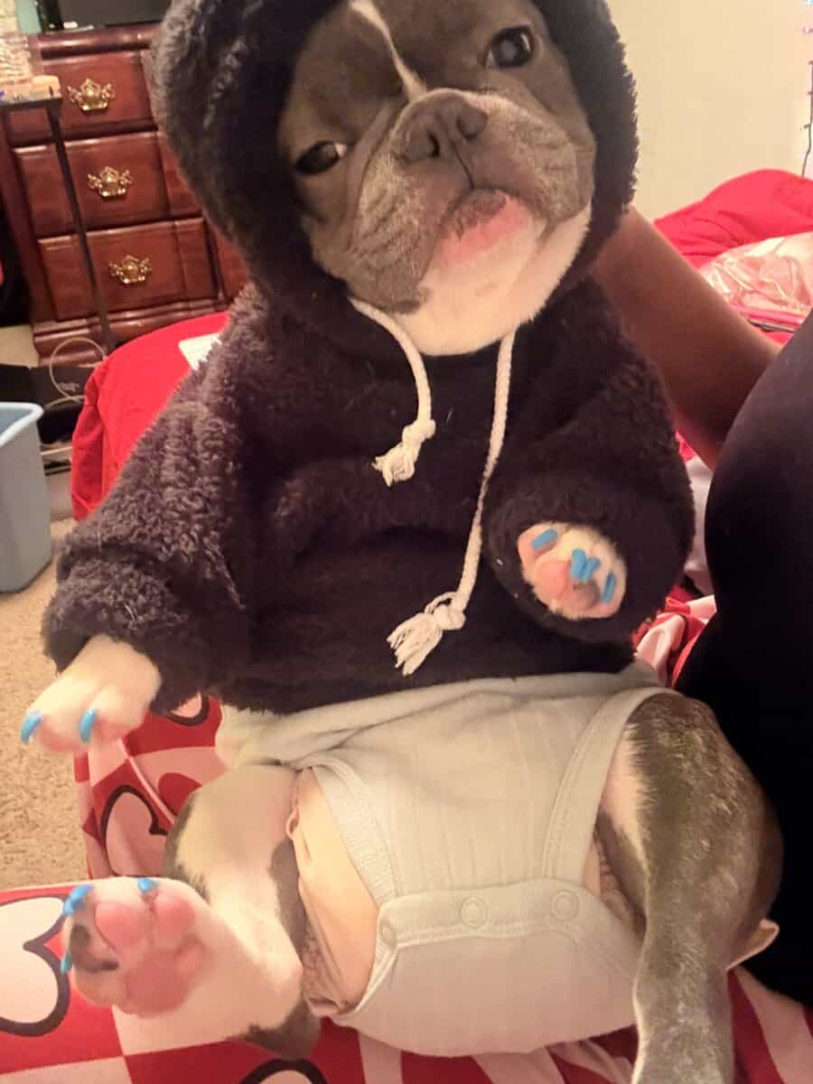 1 YR Female French Bulldog image 3