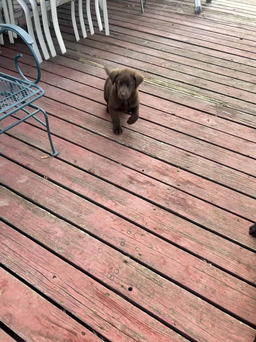 Labrador x Labradoodle image 2