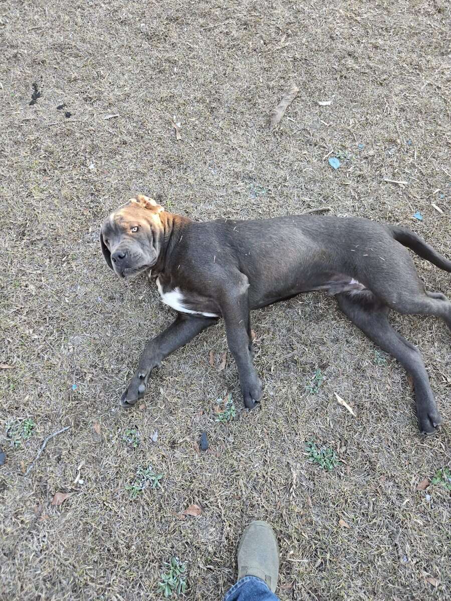 Huge cane corso image 3