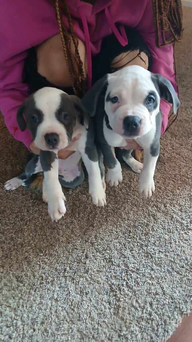 Pure Blue Pitbulls image 2