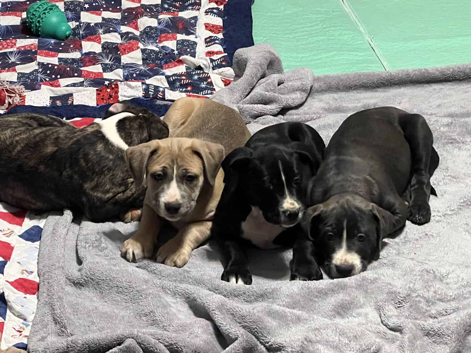 14 week old puppies image 8