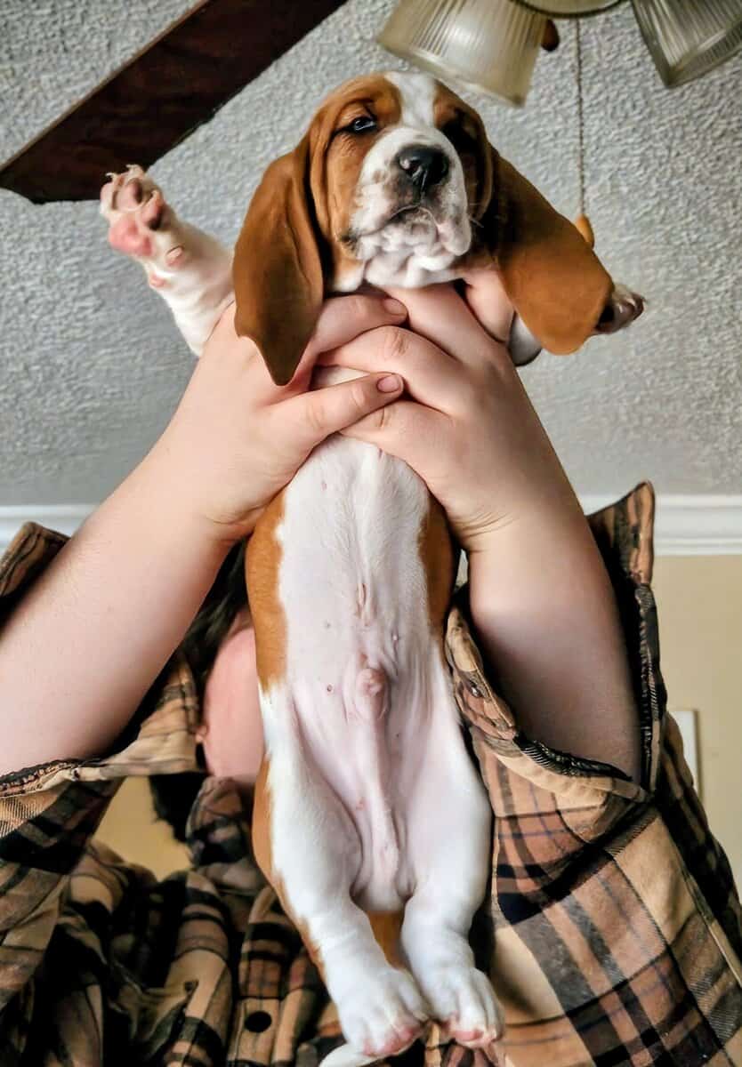 Tank the Basset image 3