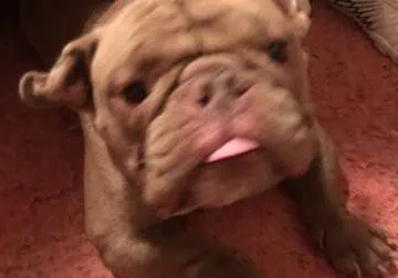 Male American Pocket Bully