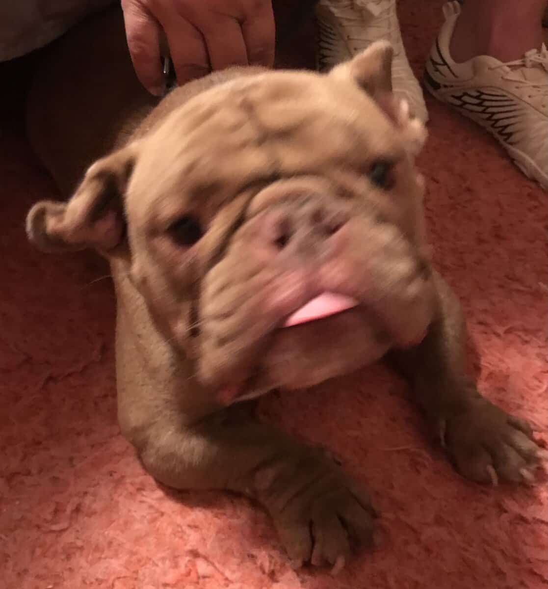 Male American Pocket Bully image 1