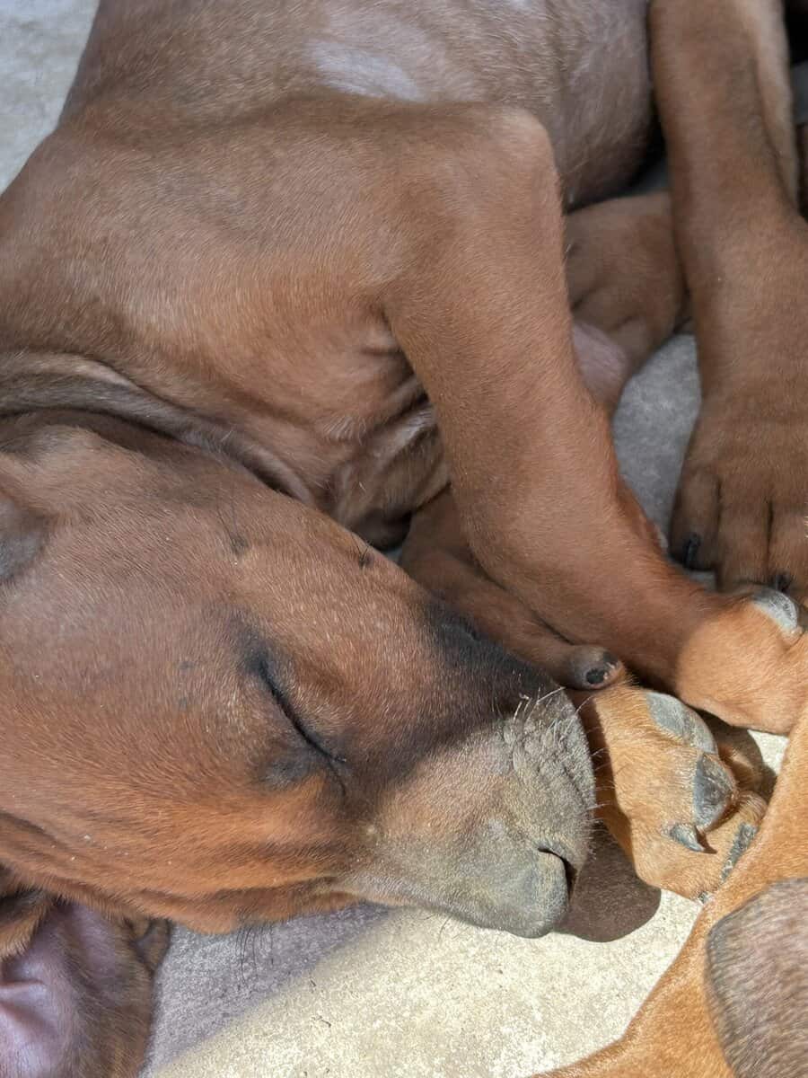 Rhodesian Ridgeback Puppies image 6