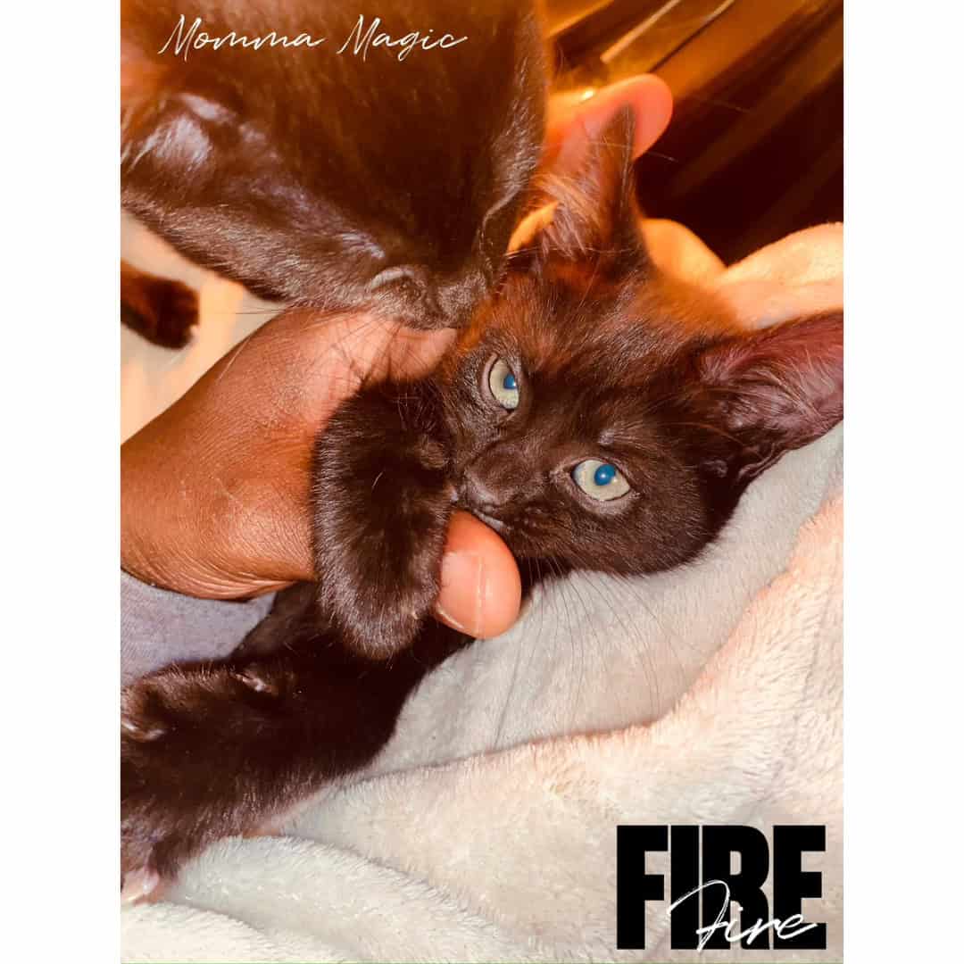 ✨ Tiny Gentlemen Ready for Their Forever Homes ✨ image 9