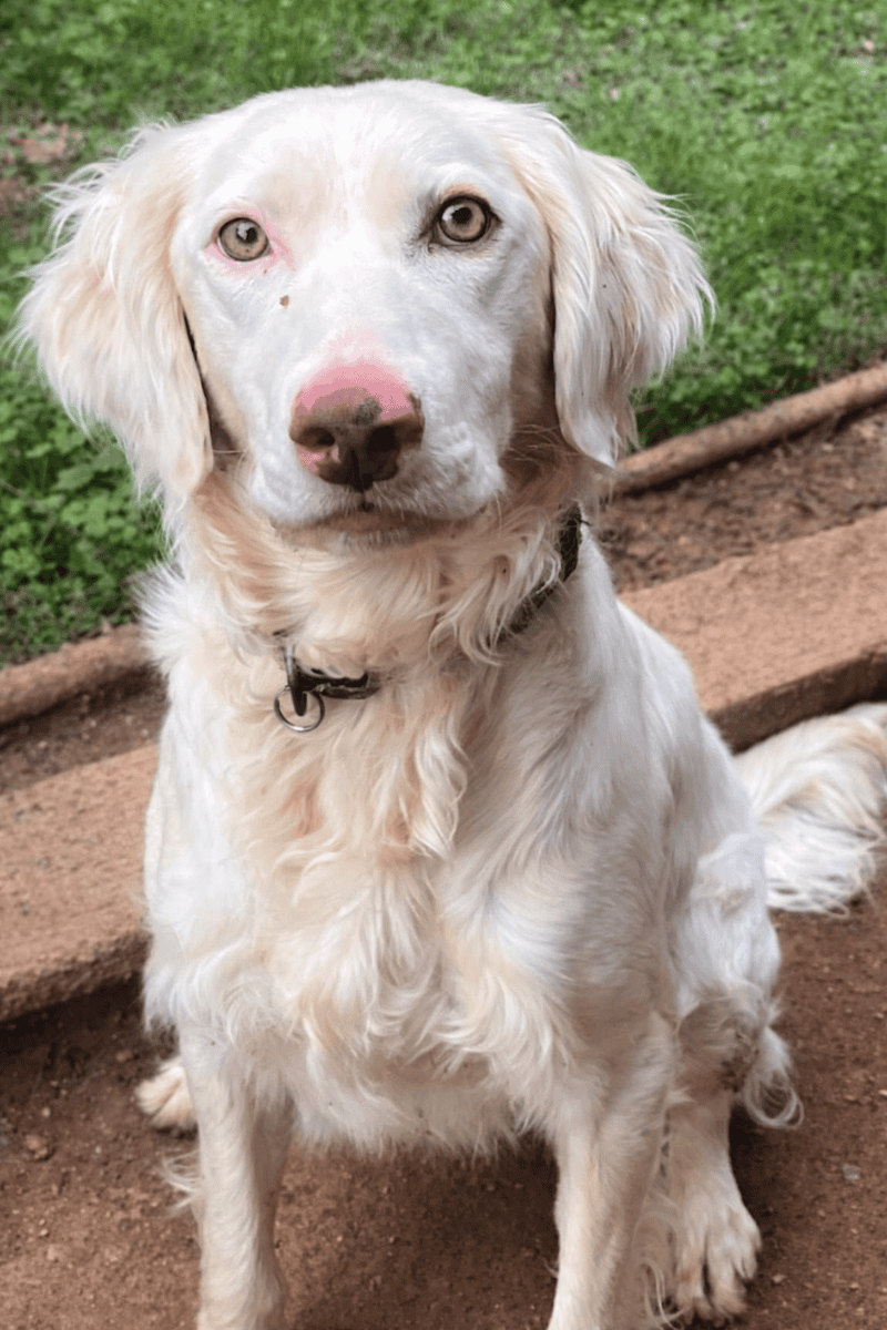 Luna the Sweet, Deaf Spaniel Mix image 1
