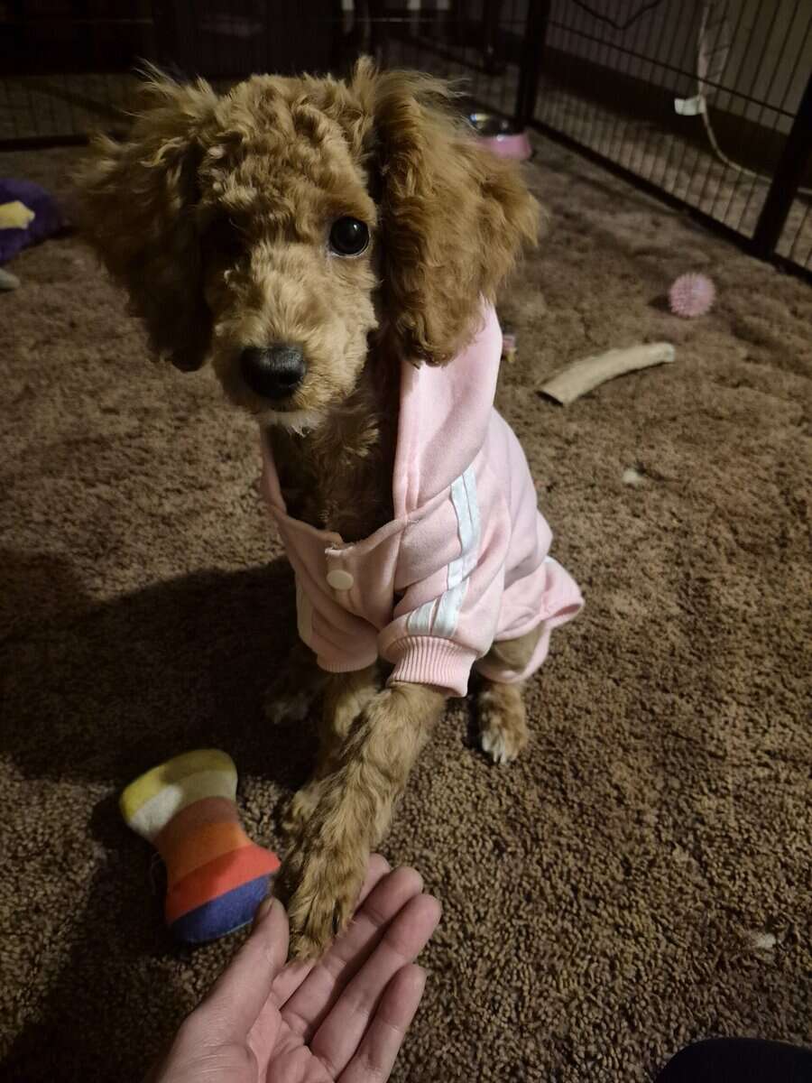 7 month old Toy/Miniature Poodle ckc possible image 4