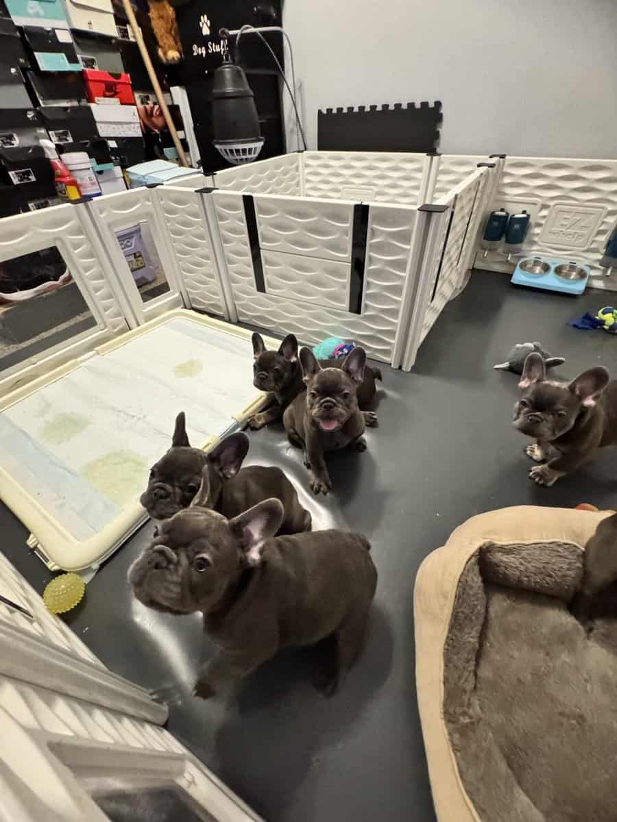 French bulldog AKC puppies image 4