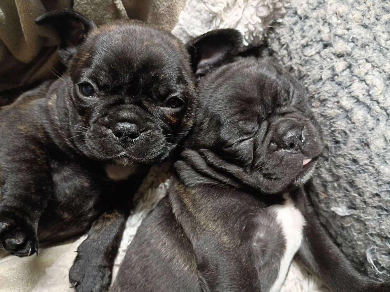 Frenchie Pups image 1