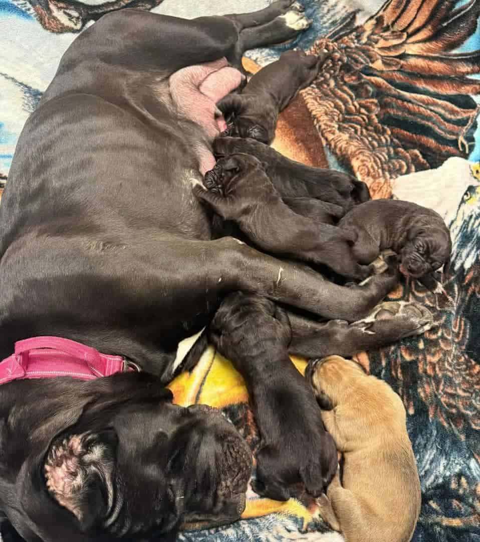 Cane Corso Puppies for Adoption image 2