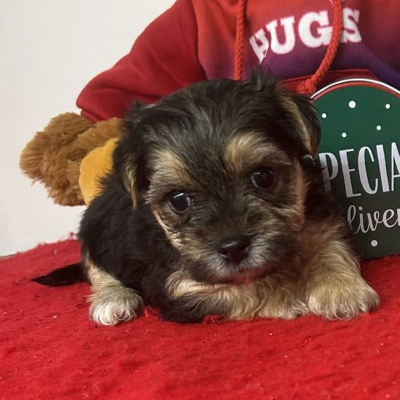 10 week Morkie image 1