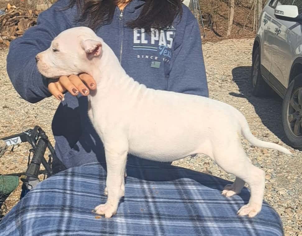 2½ Month Old Male Puppy image 4