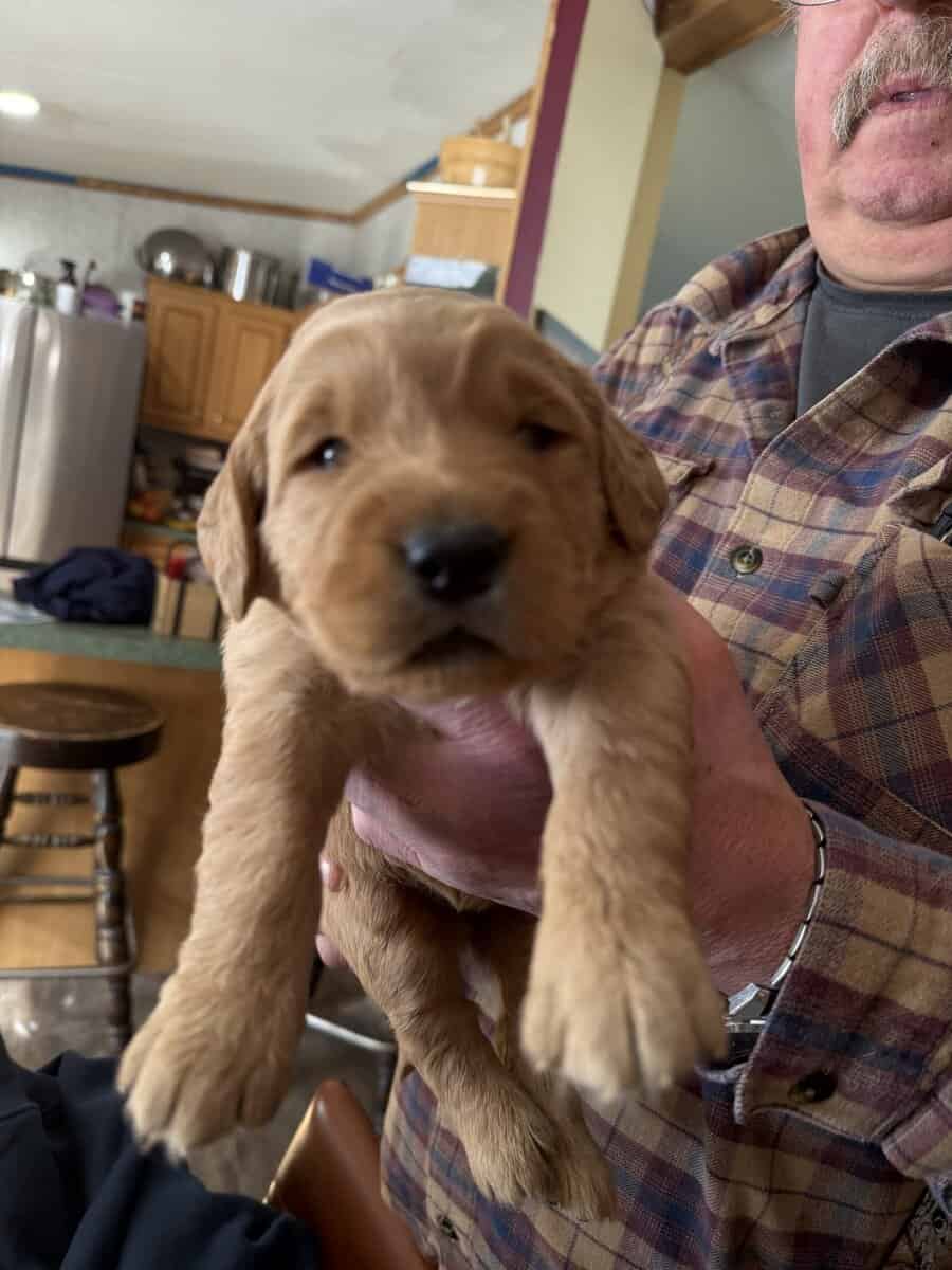 Golden Retriever Puppies image 3