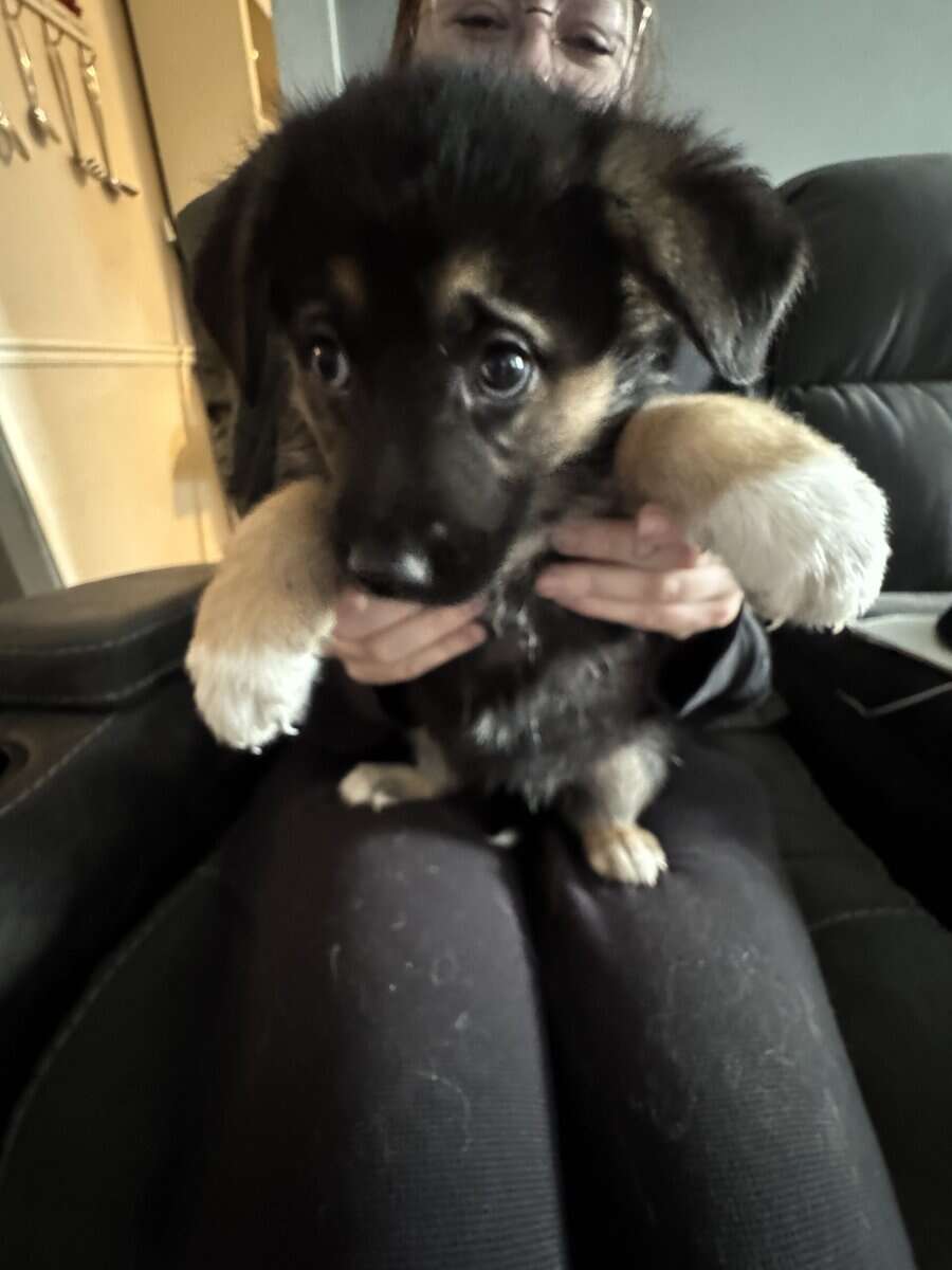 Anatolian/german shepherd mix image 4