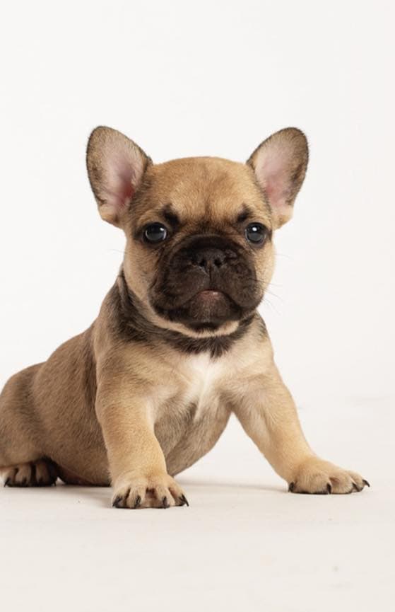 FRENCH BULLDOG EXPECTING IN MARCH image 6