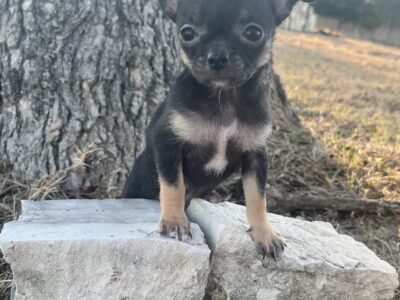 Black and tan female Chihuahua