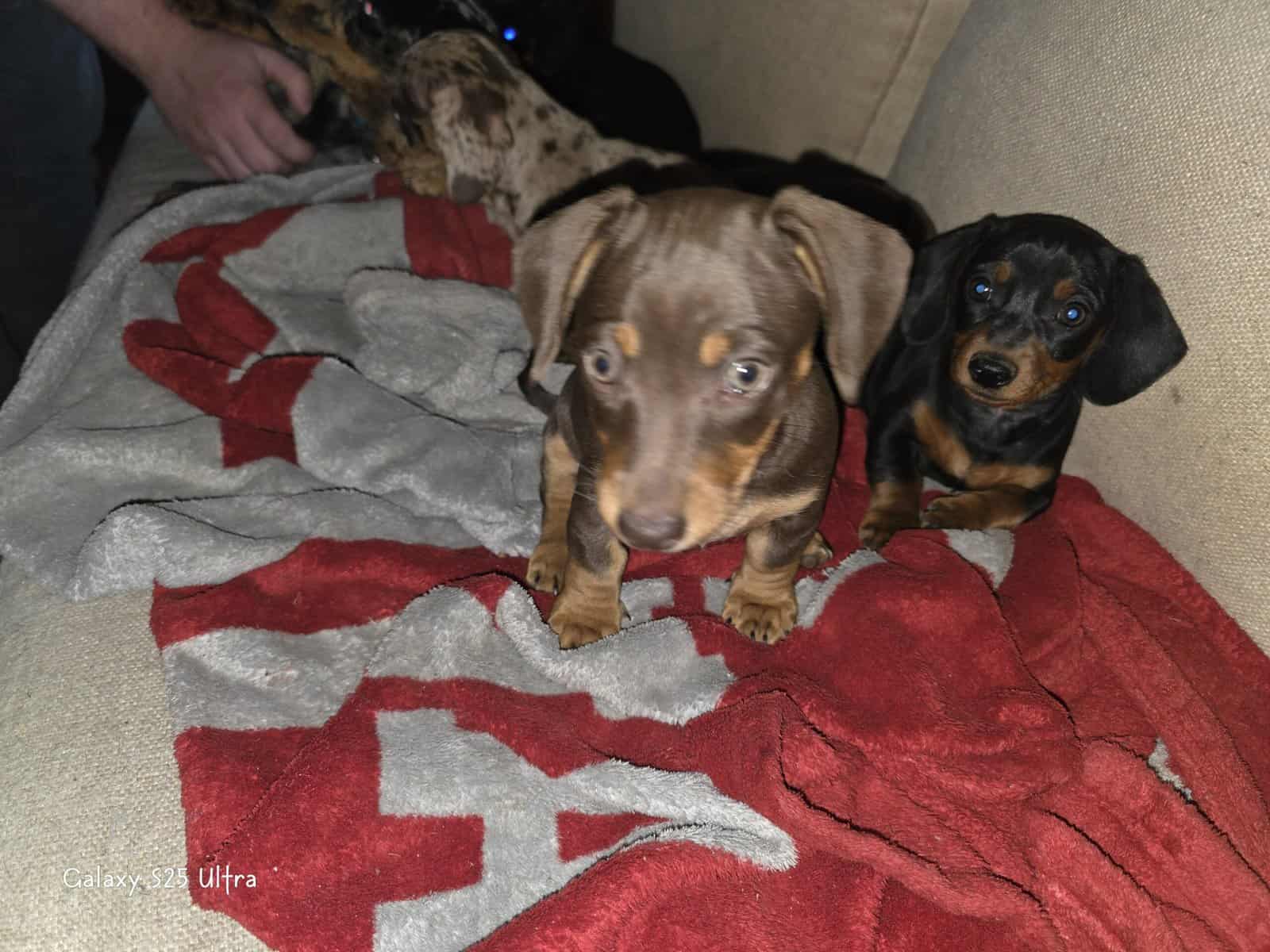 Chiweenie puppies image 11