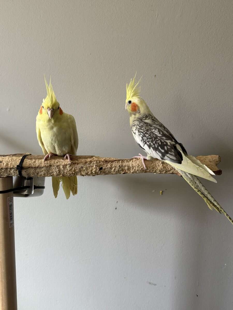 Cockatiel image 1