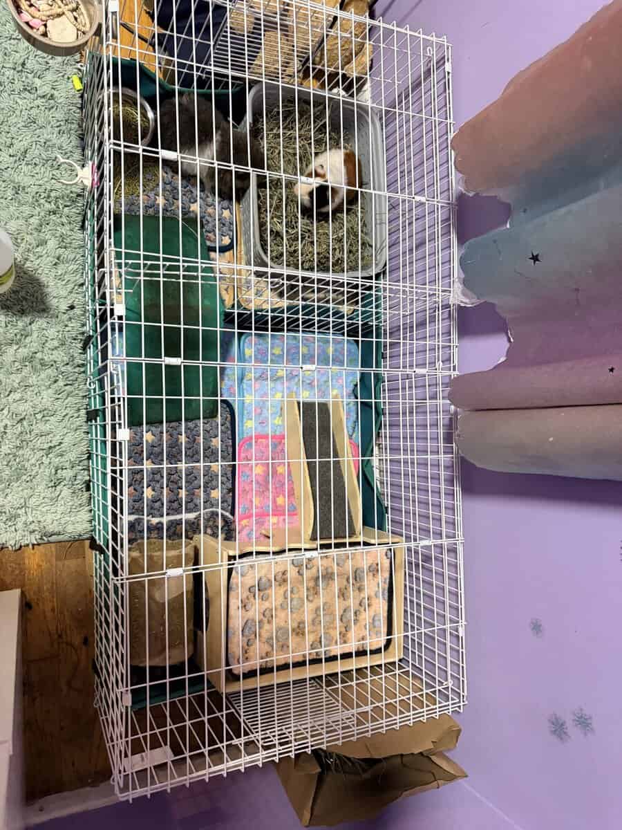 Guinea pigs image 4