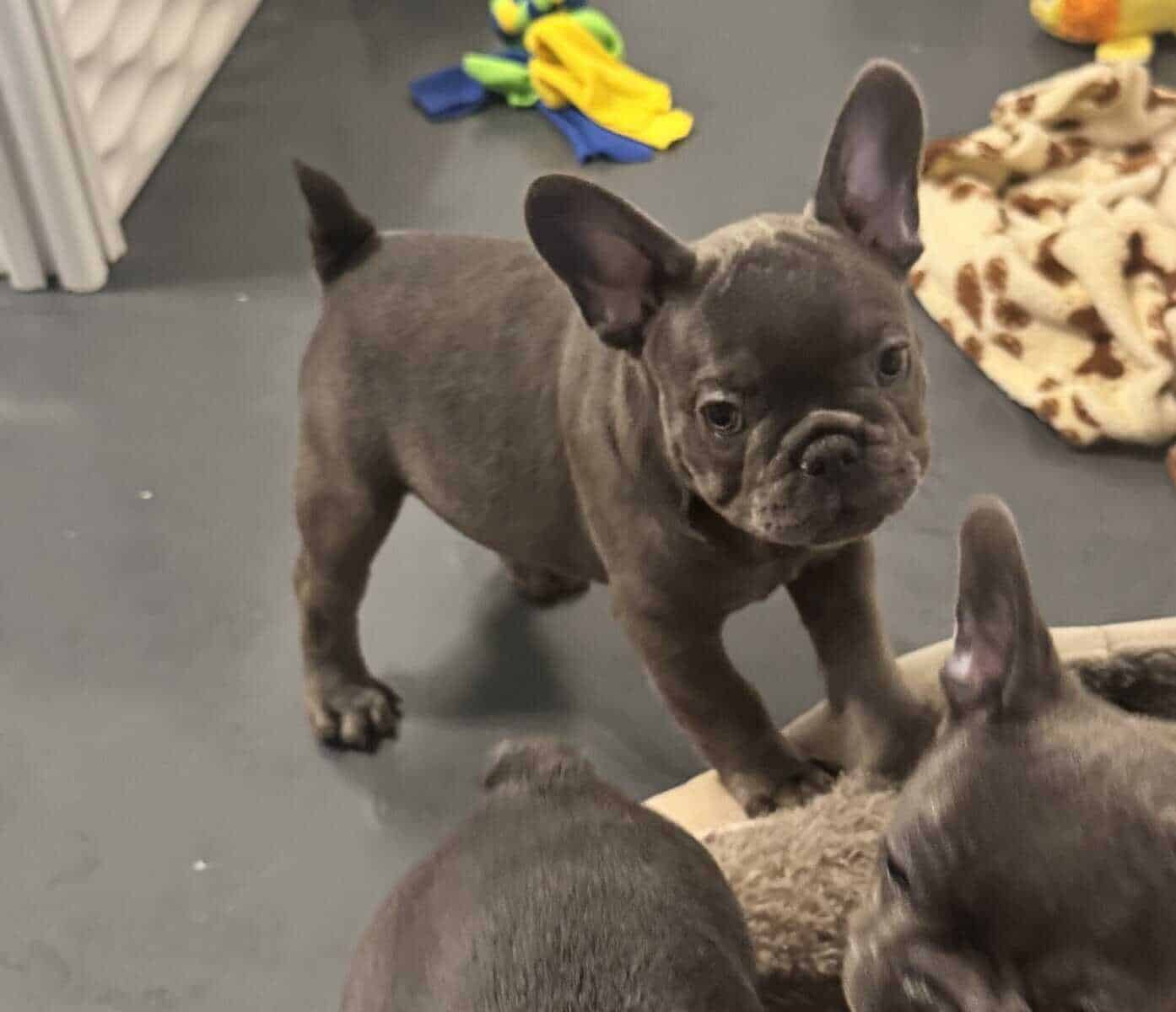 French bulldog AKC puppies image 11