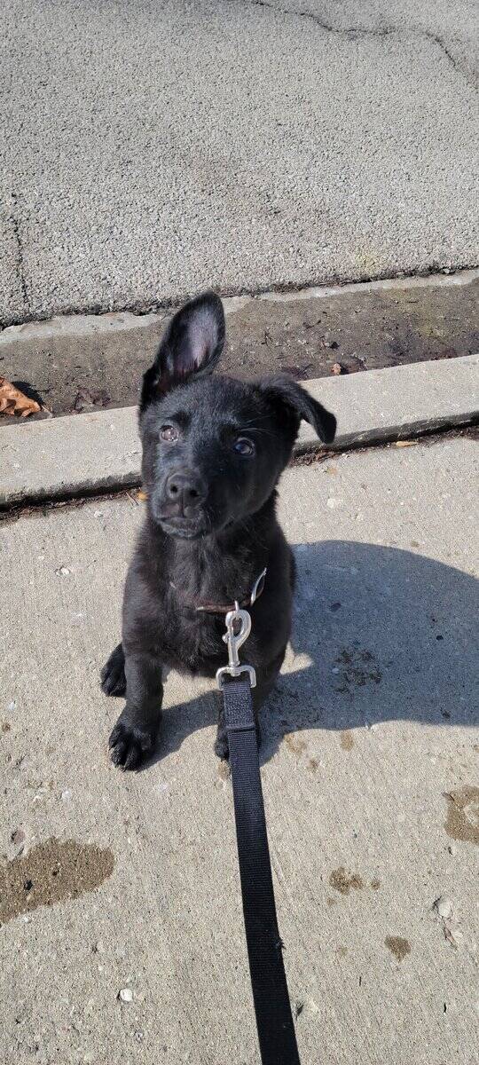German shepherd/ Lab puppy image 1